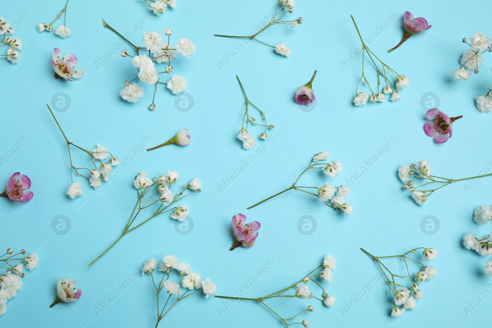 Photo of Floral composition with beautiful flowers on light blue background, flat lay