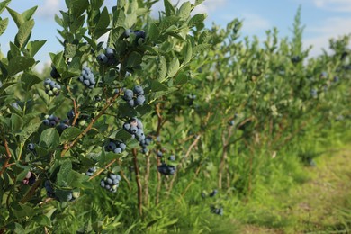 Blueberry bushes growing on farm on sunny day, space for text. Seasonal berries