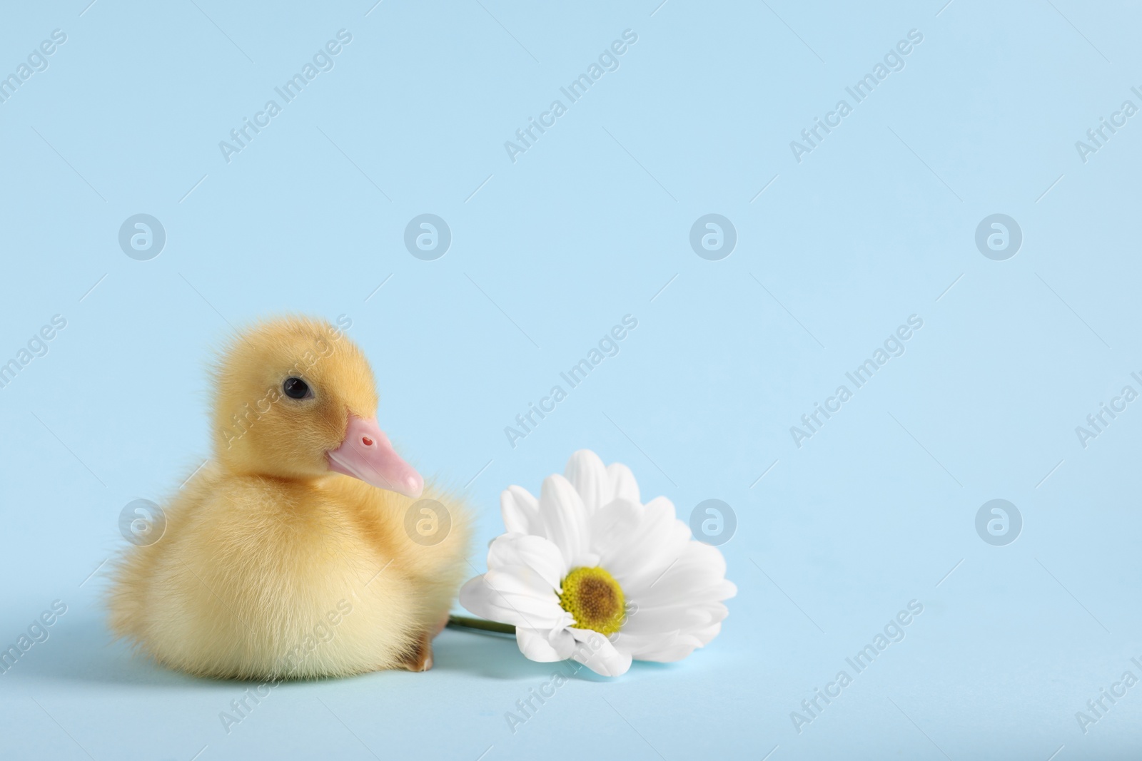 Photo of Baby animal. Cute fluffy duckling near flower on light blue background, space for text