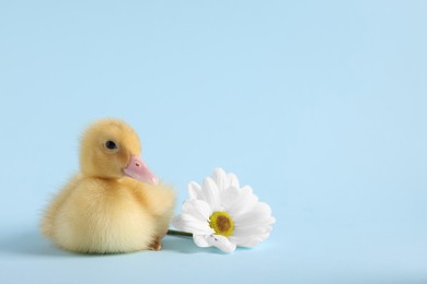 Baby animal. Cute fluffy duckling near flower on light blue background, space for text