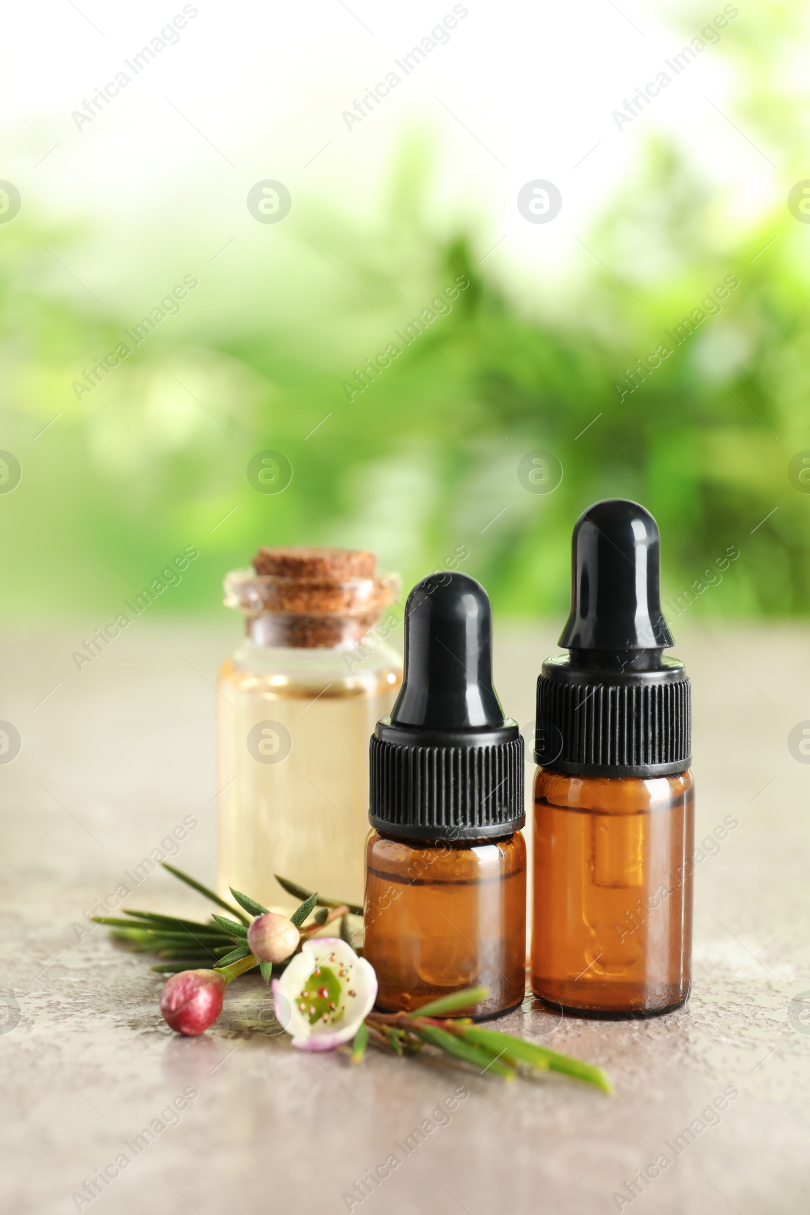 Photo of Bottles of natural tea tree oil and plant on table against blurred background