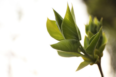 Photo of Closeup view of shrub with young leaves outdoors on spring day