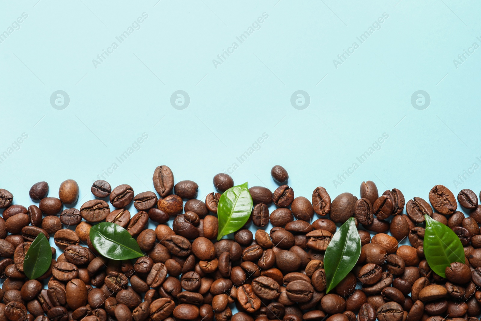 Photo of Fresh green coffee leaves and beans on light blue background, flat lay. Space for text