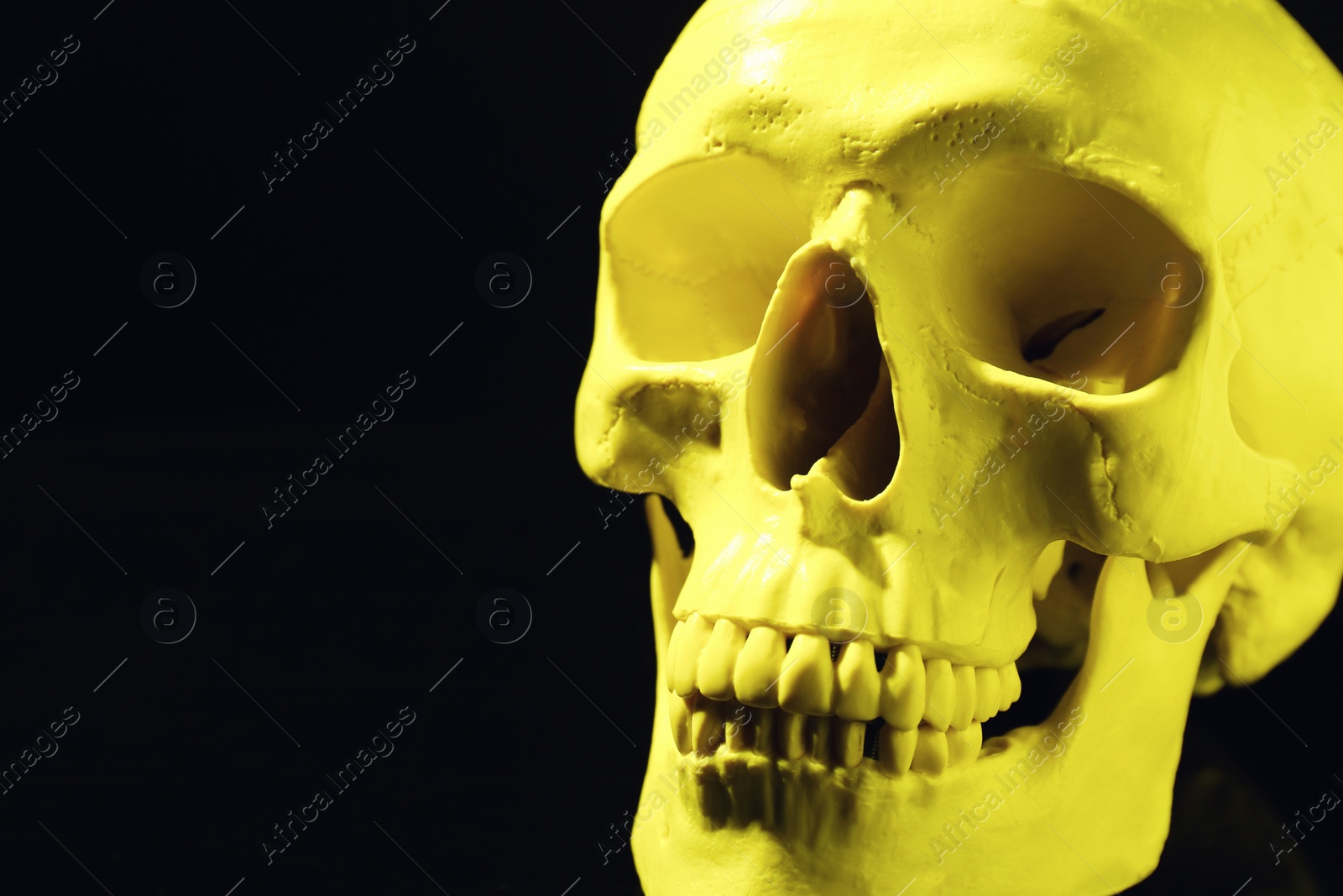 Photo of Yellow human skull on black background, closeup. Space for text