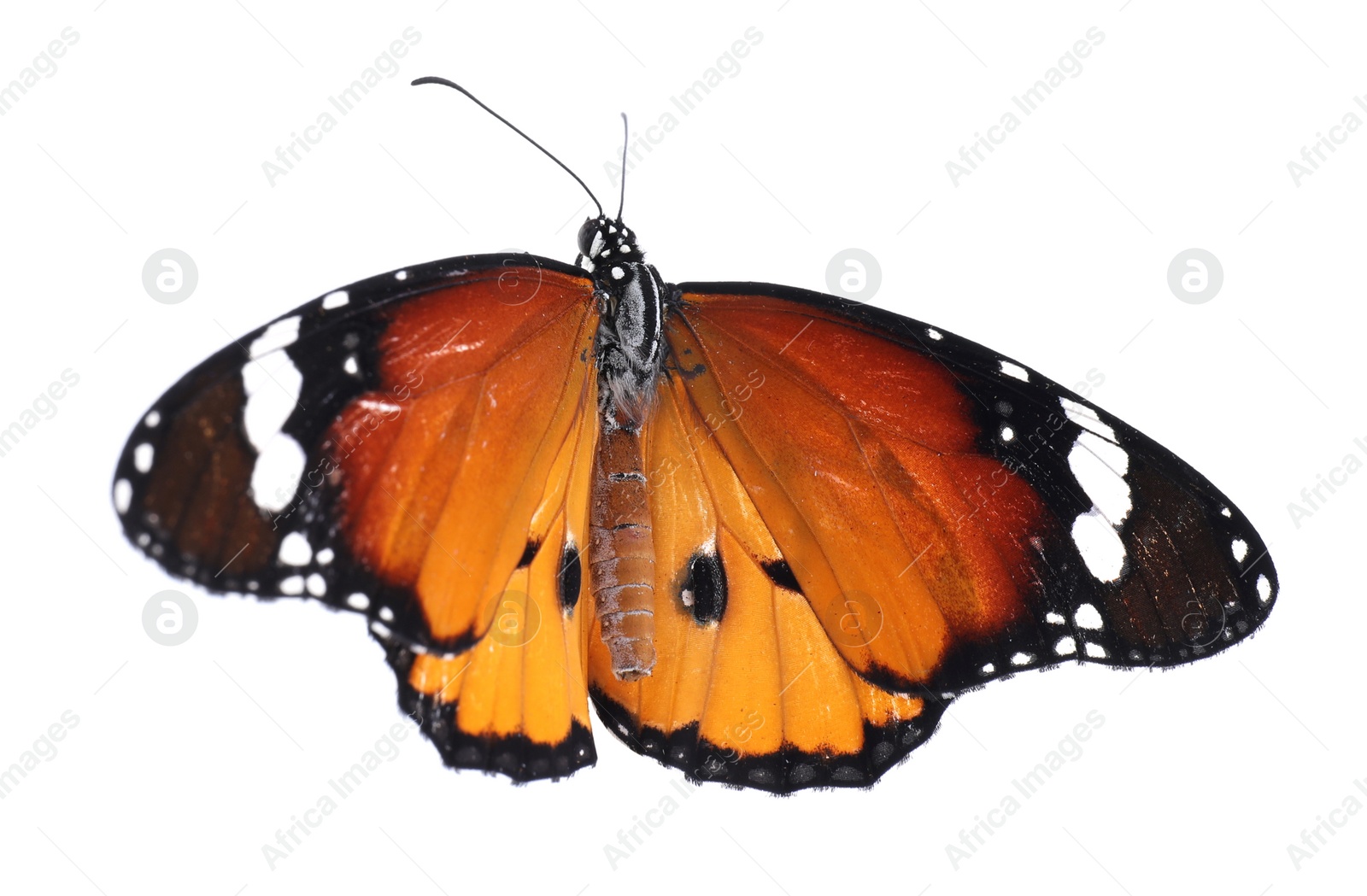 Photo of Beautiful painted lady butterfly isolated on white