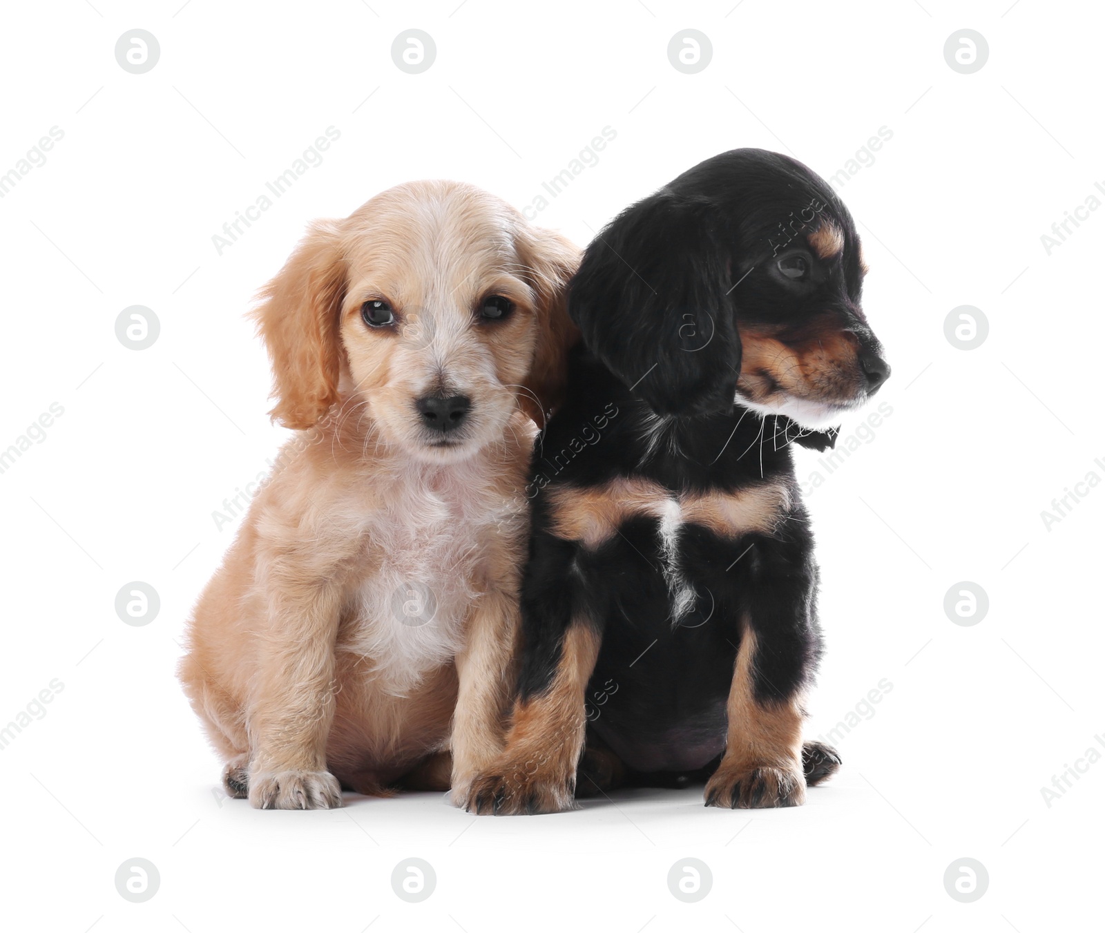 Photo of Cute English Cocker Spaniel puppies on white background