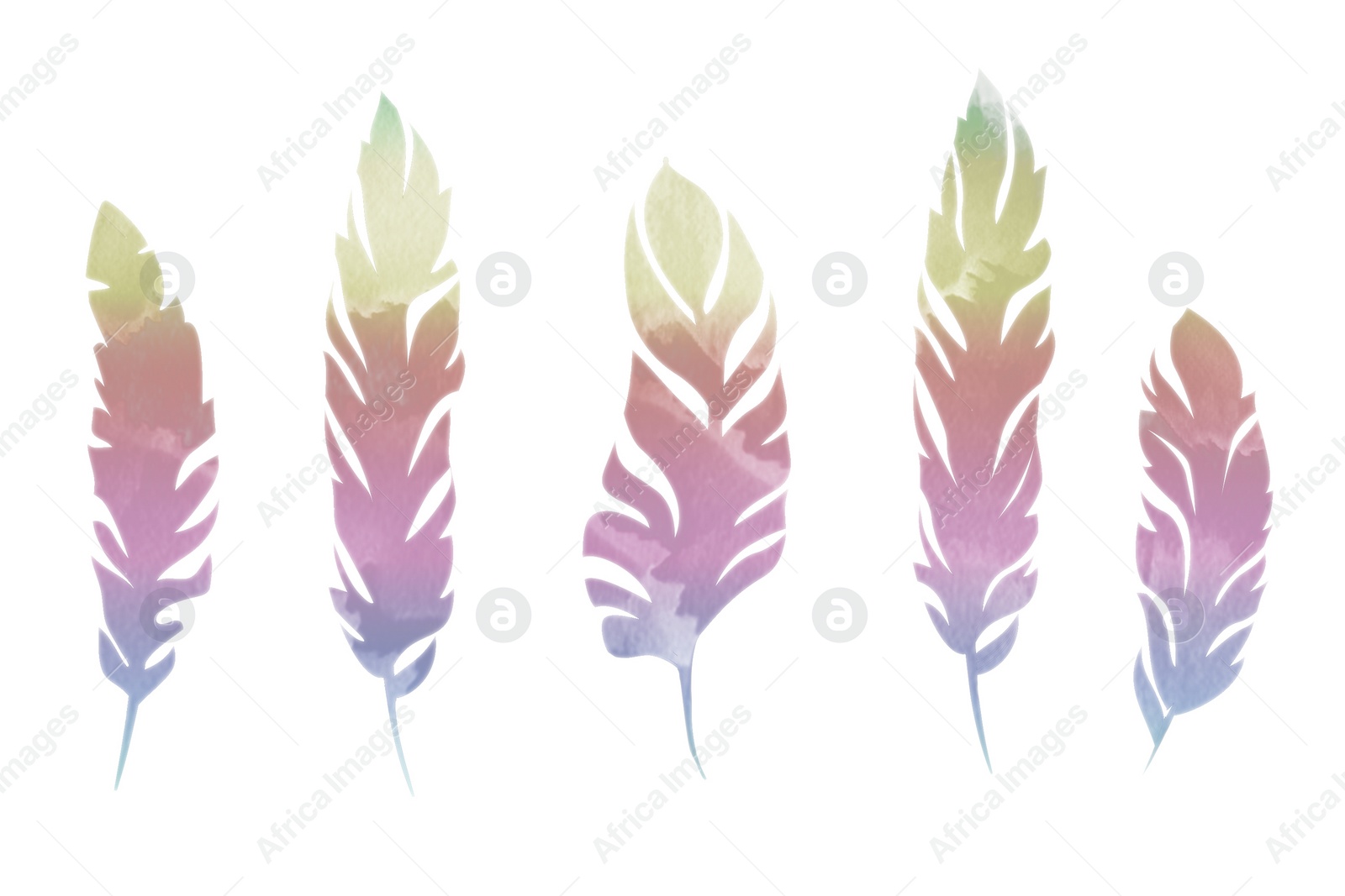 Illustration of Many beautiful feather on white background, illustration