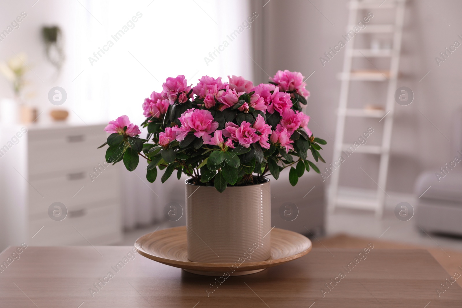 Photo of Beautiful house plant on wooden table in living room