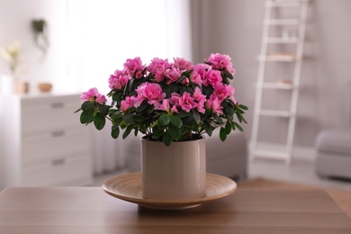 Photo of Beautiful house plant on wooden table in living room