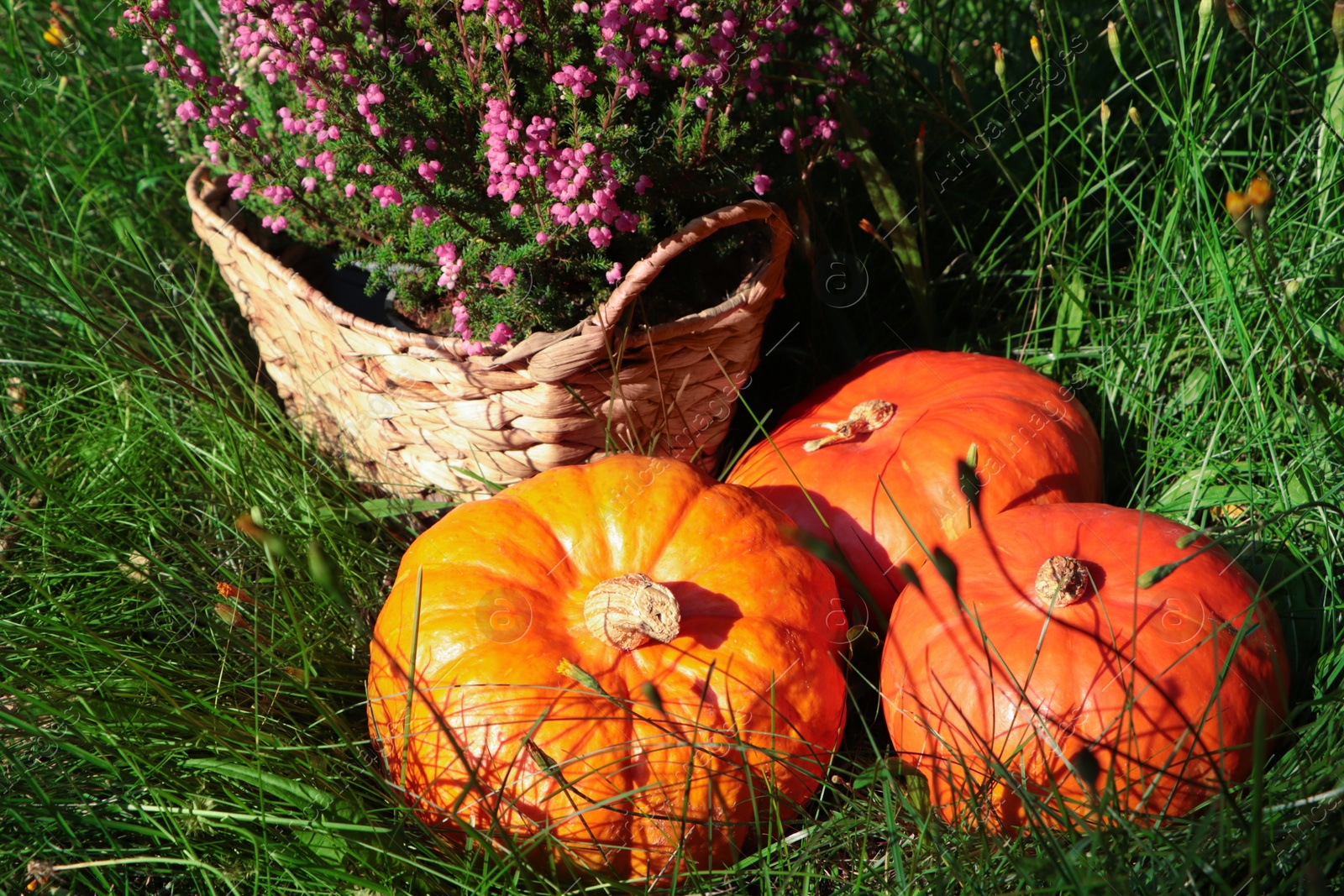 Photo of Wicker basket with beautiful heather flowers and pumpkins outdoors on sunny day