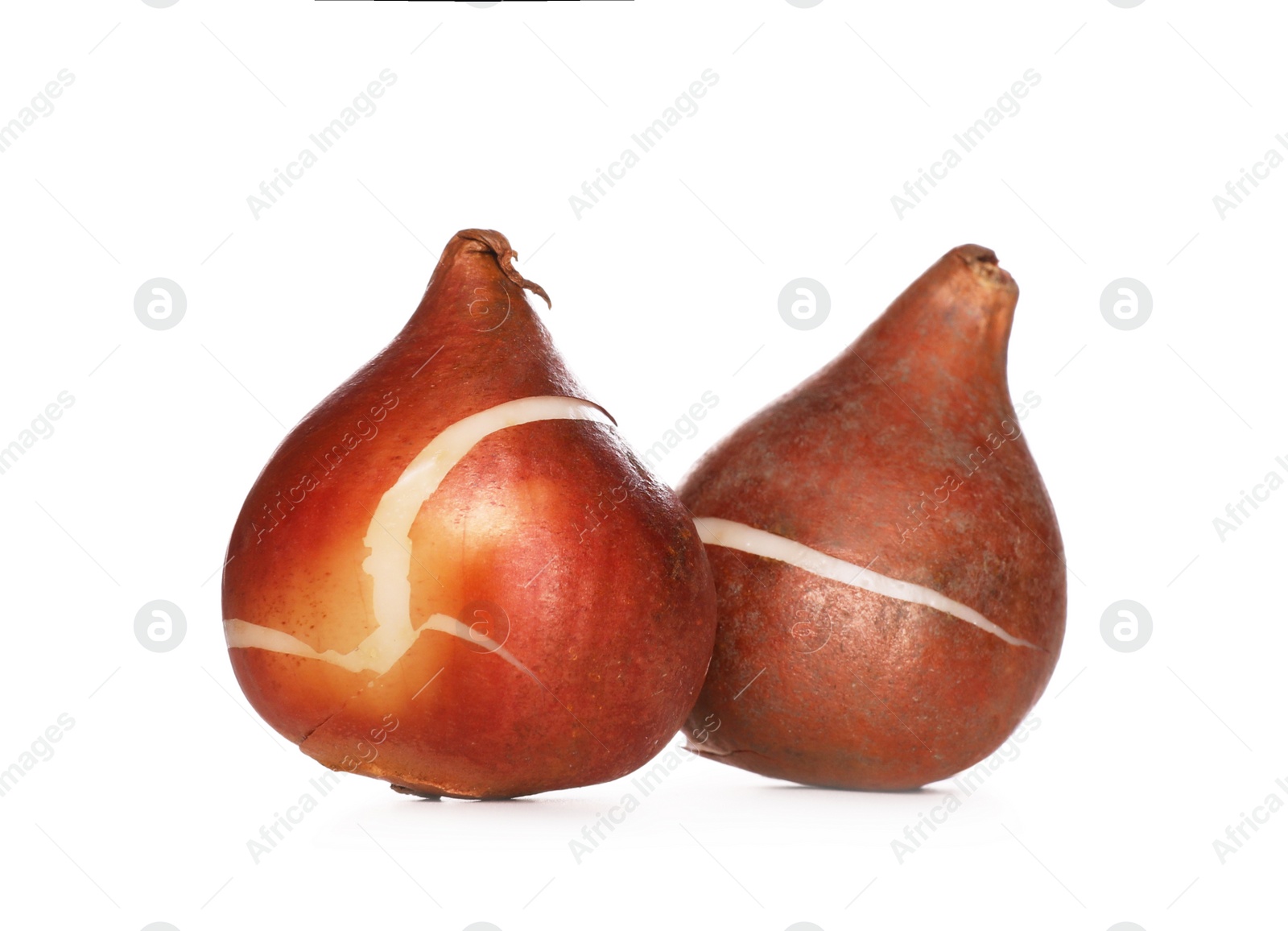 Photo of Tulip bulbs on white background. Gardening season