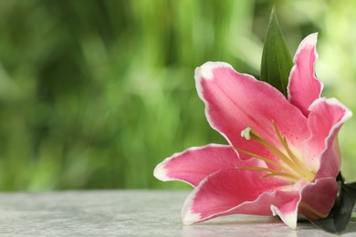 Photo of Beautiful pink lily flower on table outdoors, closeup