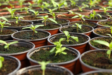 Photo of Many fresh green seedlings growing in pots with soil, closeup