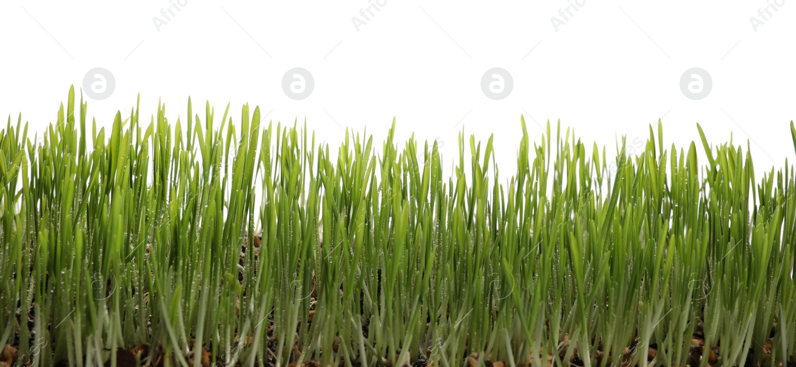 Photo of Beautiful lush green grass with water drops on white background