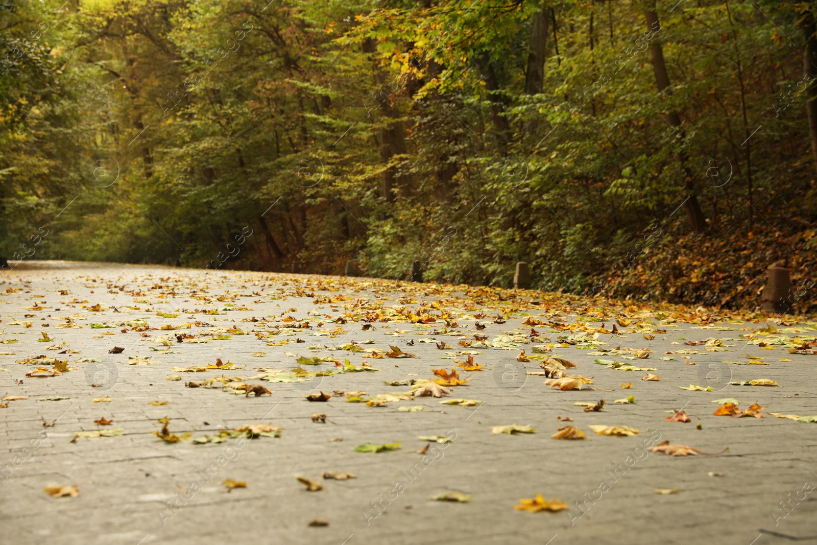 Photo of Beautiful view of park with fallen leaves on autumn day