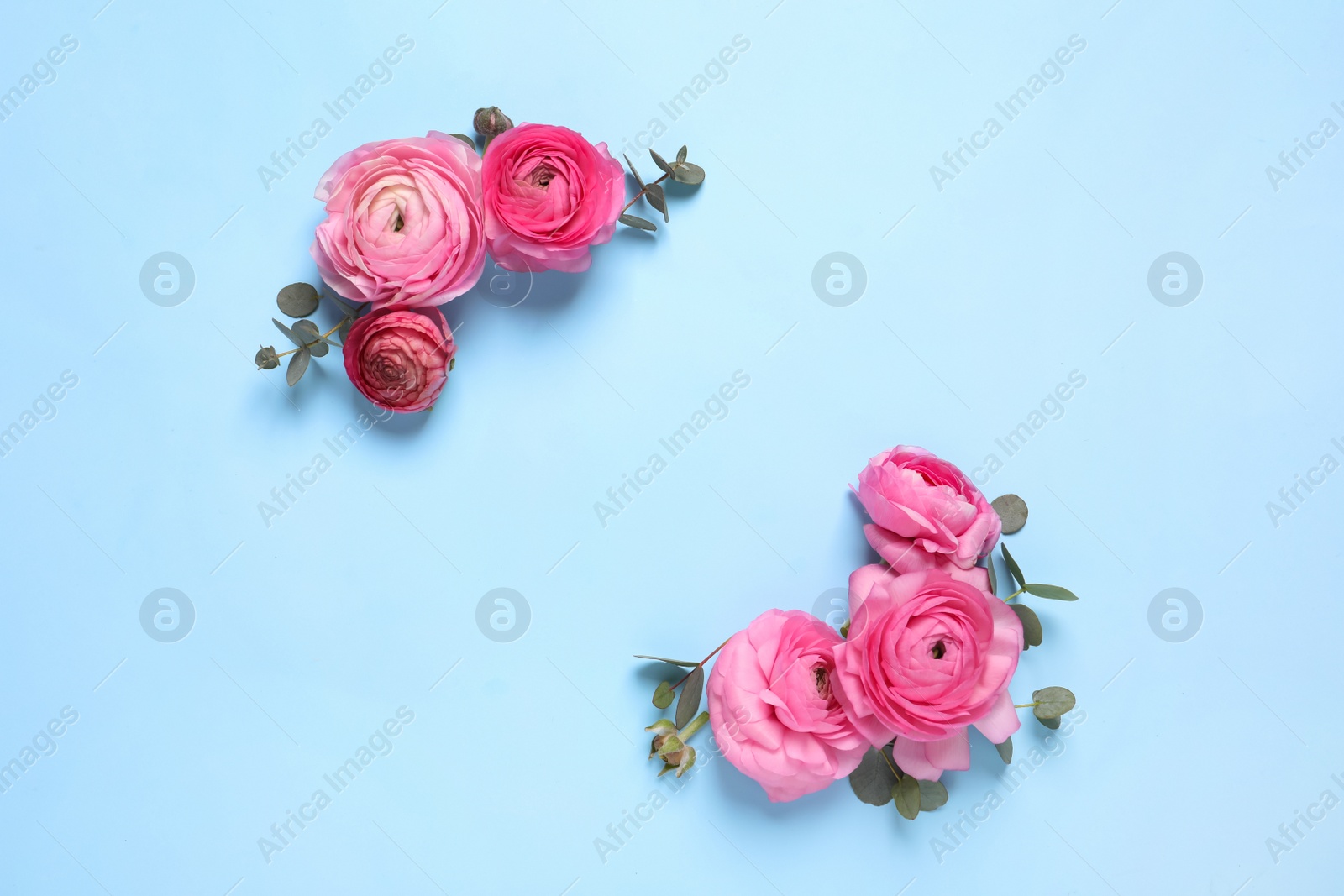 Photo of Beautiful ranunculus flowers on light blue background, flat lay. Space for text