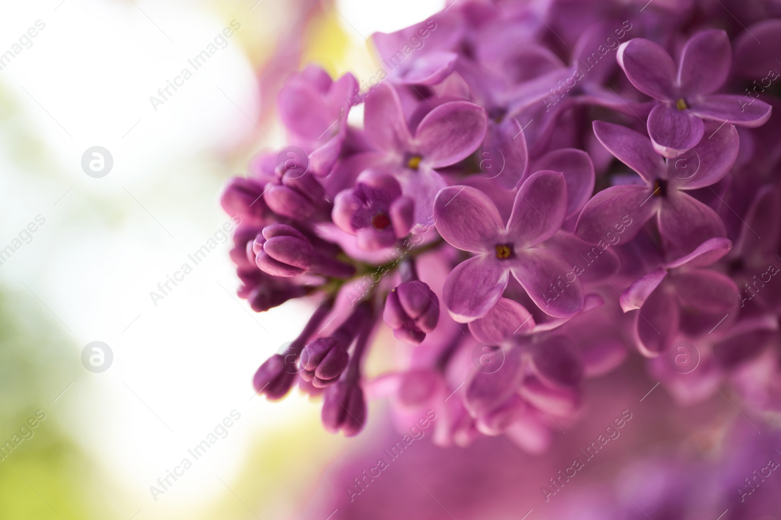 Photo of Closeup view of beautiful blossoming lilac shrub outdoors
