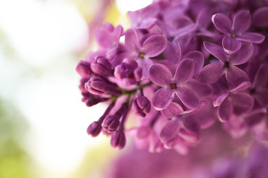 Closeup view of beautiful blossoming lilac shrub outdoors