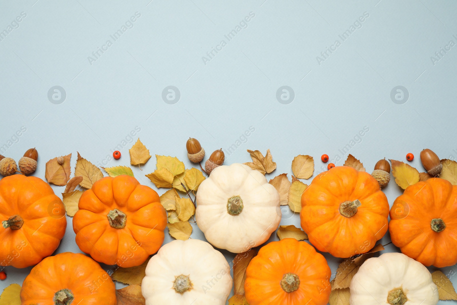 Photo of Different pumpkins, autumn leaves, berries and acorns on light blue background, flat lay. Space for text