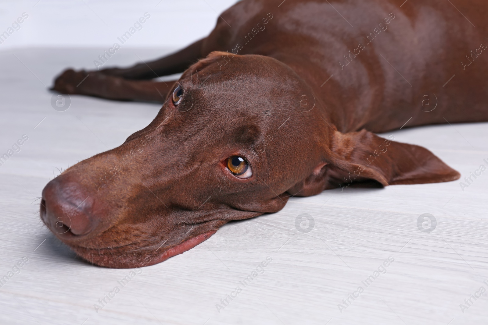 Photo of German Shorthaired Pointer dog lying on floor