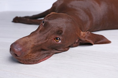 Photo of German Shorthaired Pointer dog lying on floor