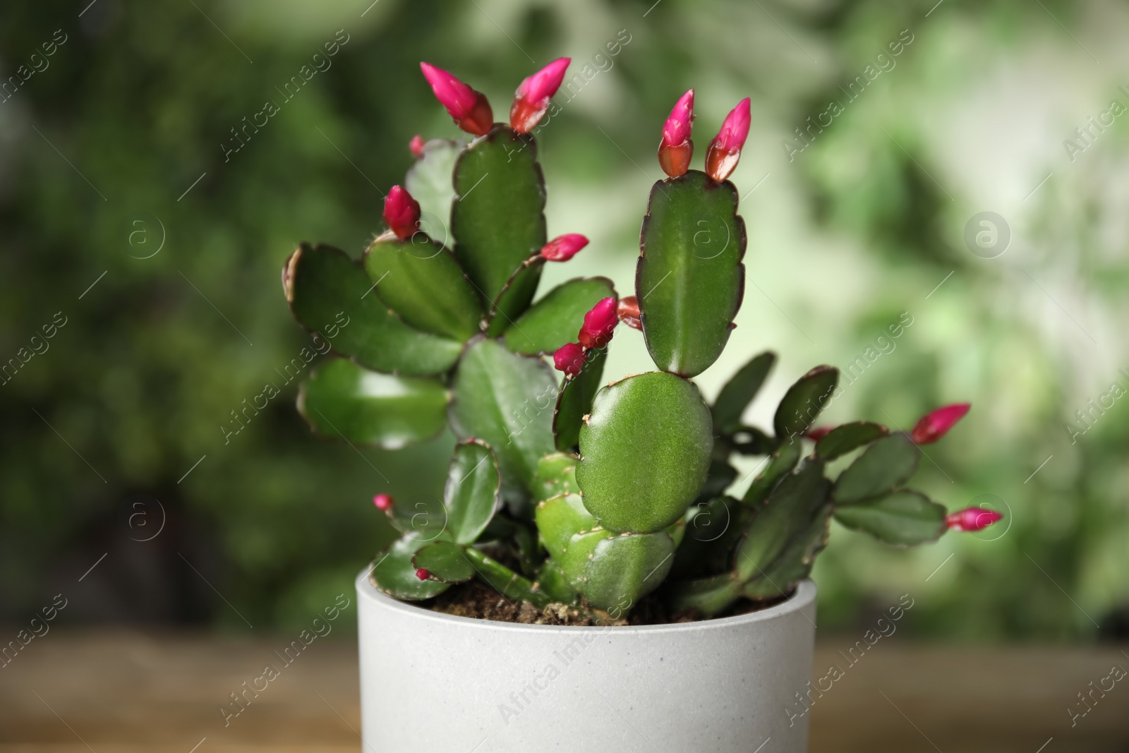 Photo of Beautiful Schlumbergera (Christmas or Thanksgiving cactus) in pot against blurred background, closeup