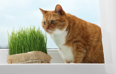 Photo of Cute ginger cat near green grass on windowsill indoors