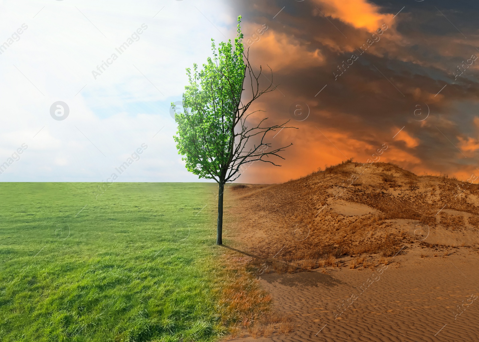 Image of Half dead and alive tree outdoors. Conceptual photo depicting Earth destroyed by global warming