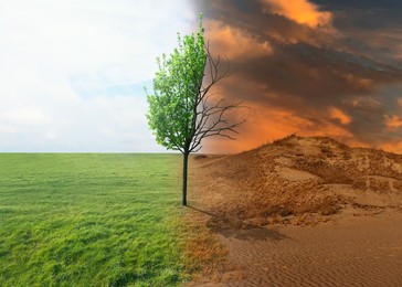 Image of Half dead and alive tree outdoors. Conceptual photo depicting Earth destroyed by global warming
