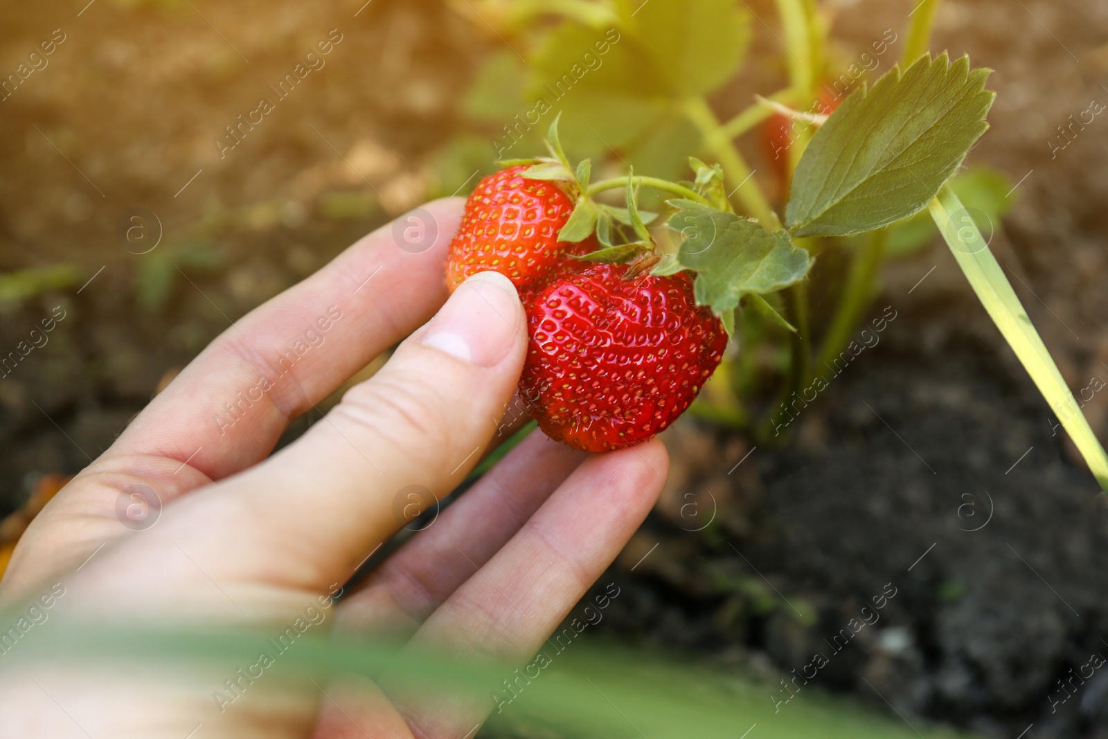 Photo of Woman gathering strawberries in garden on sunny day, closeup