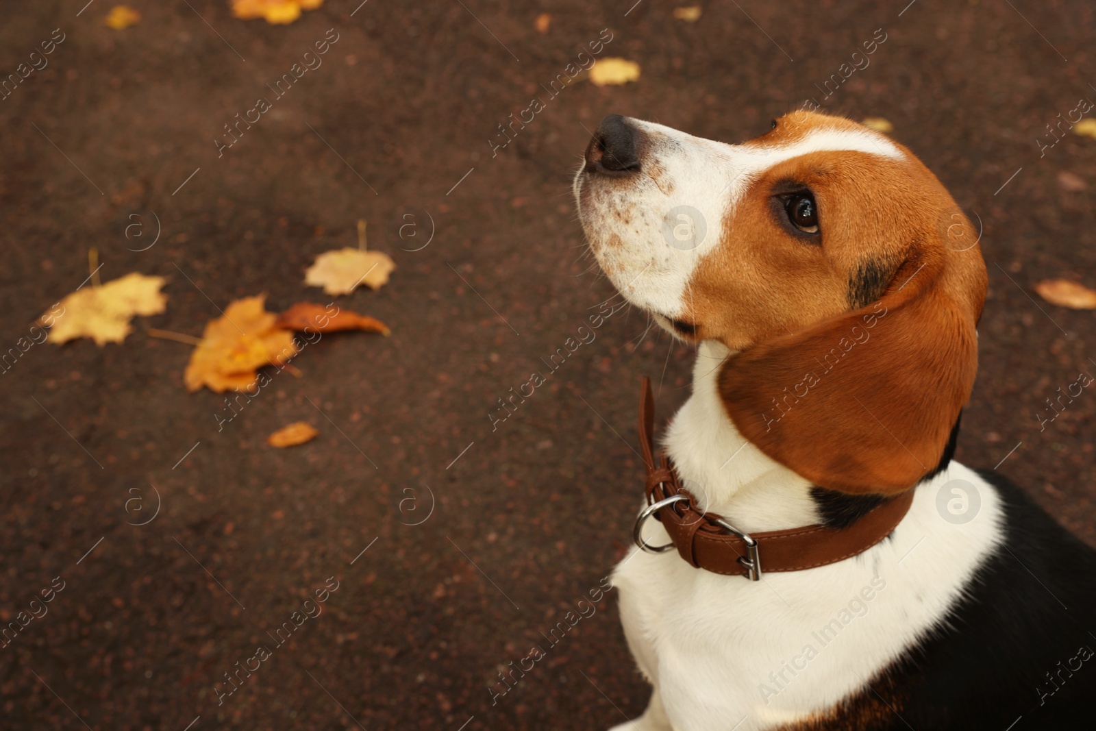 Photo of Adorable Beagle dog in stylish collar outdoors. Space for text