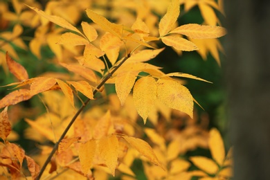 Tree with bright leaves outdoors on autumn day