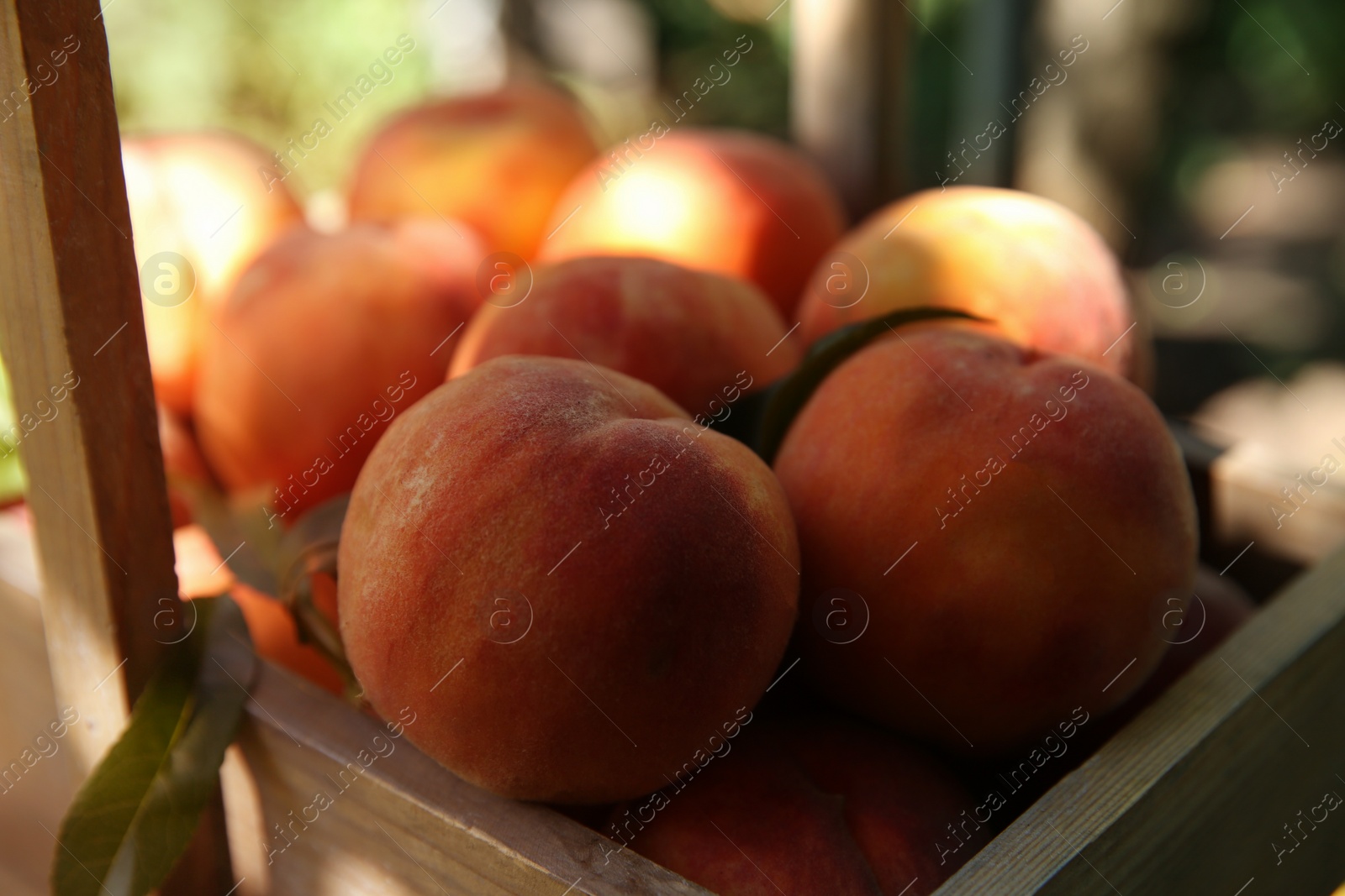 Photo of Wooden basket with ripe peaches outdoors, closeup