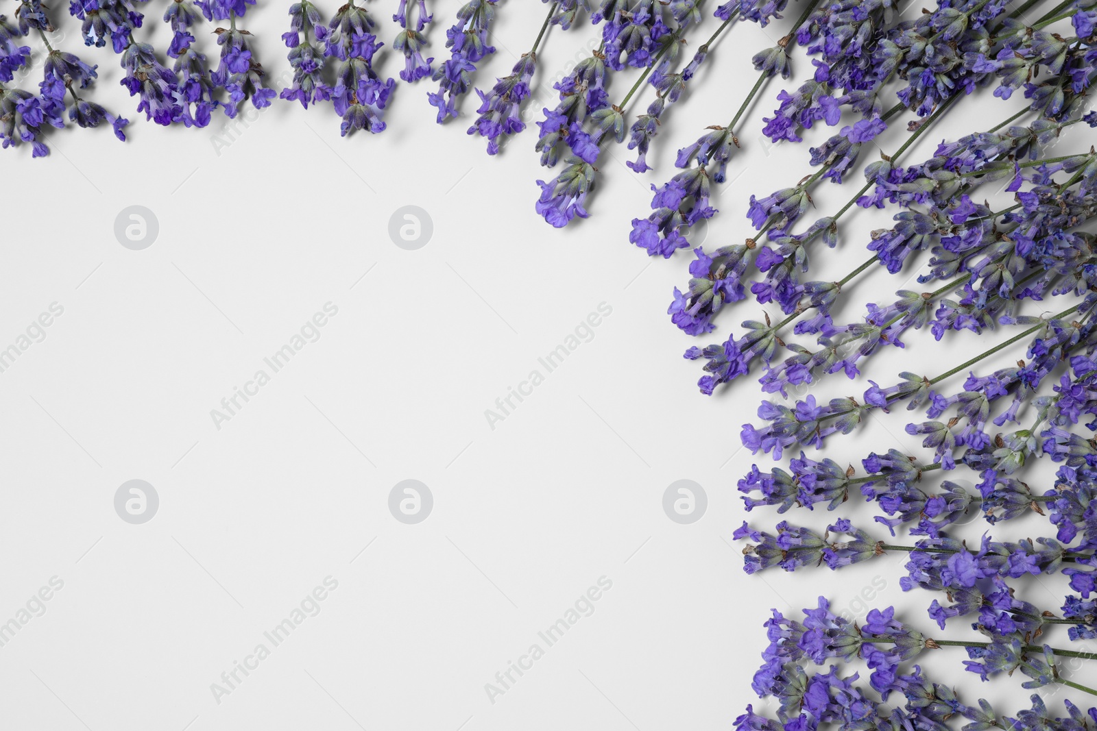 Photo of Beautiful aromatic lavender flowers on white background, flat lay. Space for text