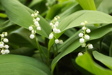 Photo of Beautiful fragrant lily of the valley as background