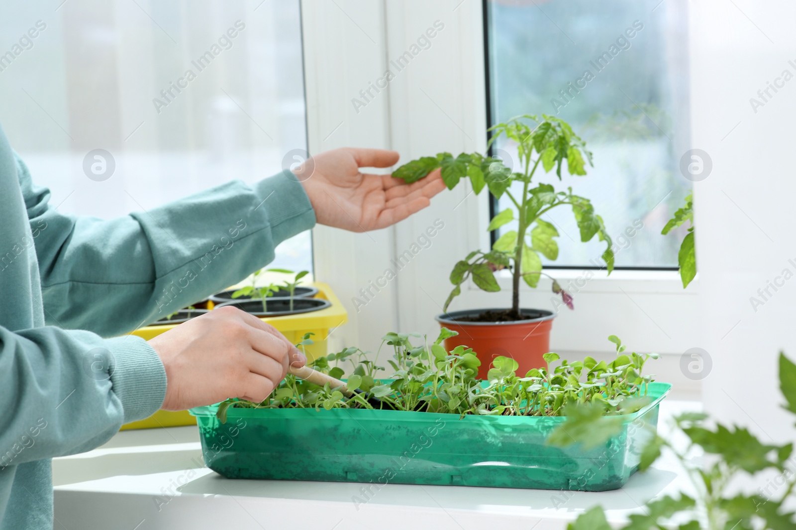 Photo of Woman planting seedlings into plastic container on windowsill indoors, closeup