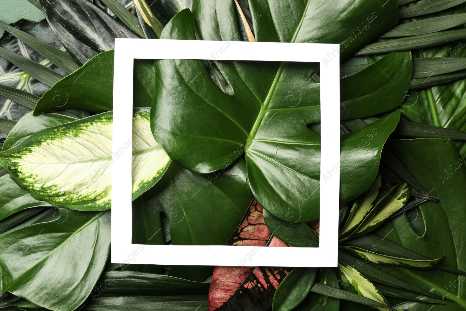 Photo of Paper frame on tropical leaves, top view