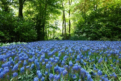 Photo of Many beautiful muscari flowers in park. Spring season