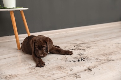 Photo of Chocolate Labrador Retriever puppy and dirt on floor indoors