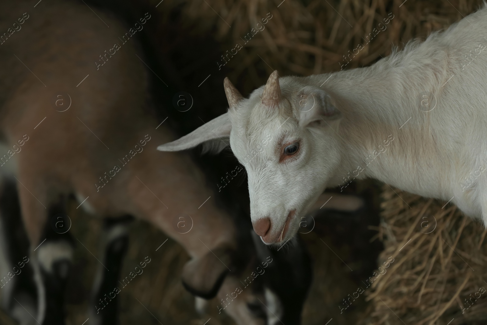 Photo of Cute domestic goats on farm. Animal husbandry