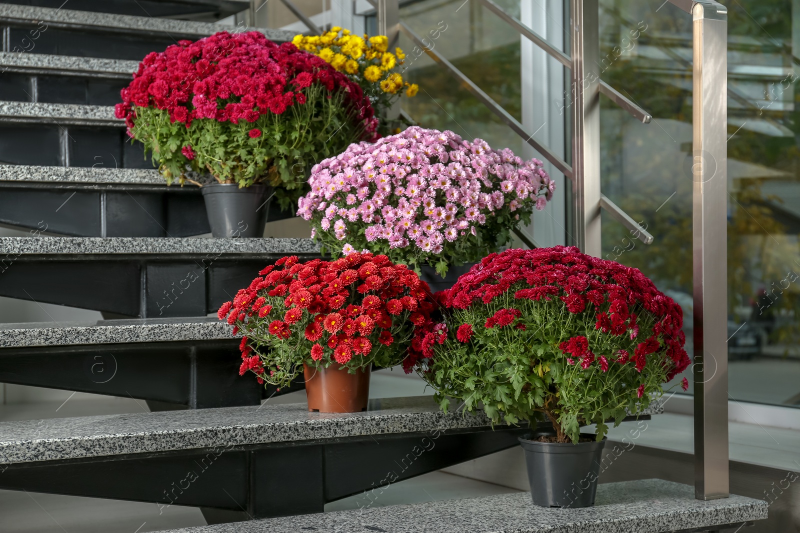 Photo of Beautiful composition with chrysanthemum flowers on stone stairs indoors