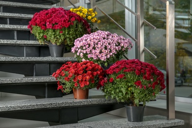 Beautiful composition with chrysanthemum flowers on stone stairs indoors