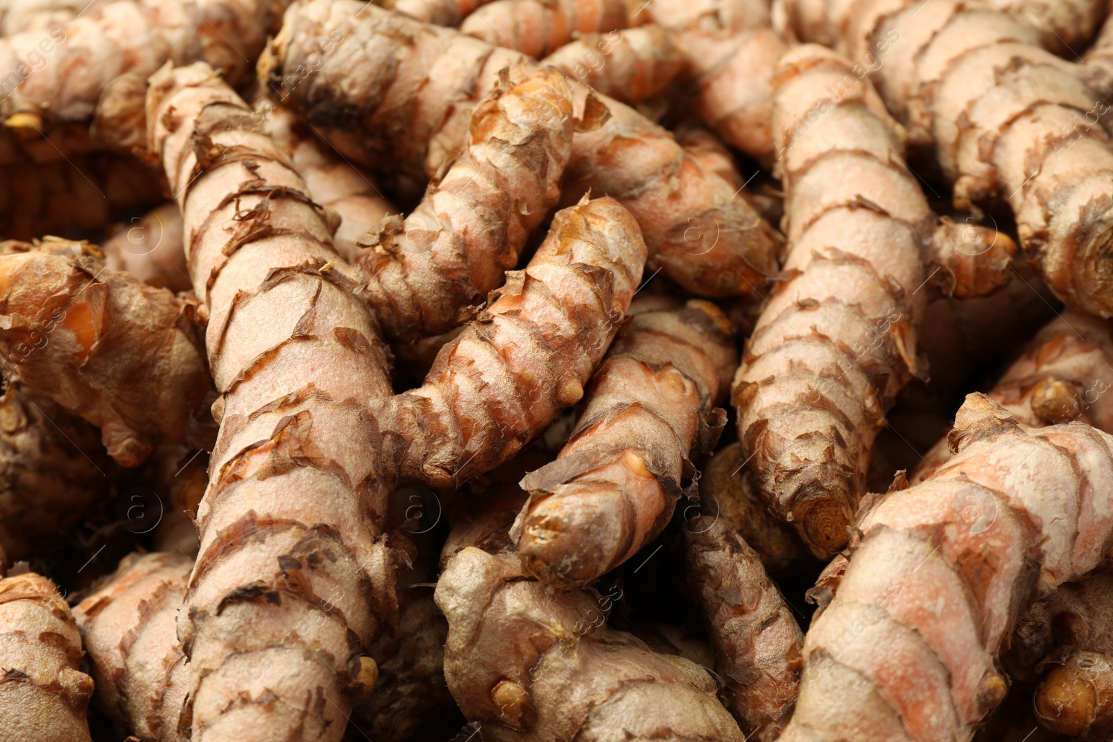 Photo of Many raw turmeric rhizomes as background, closeup