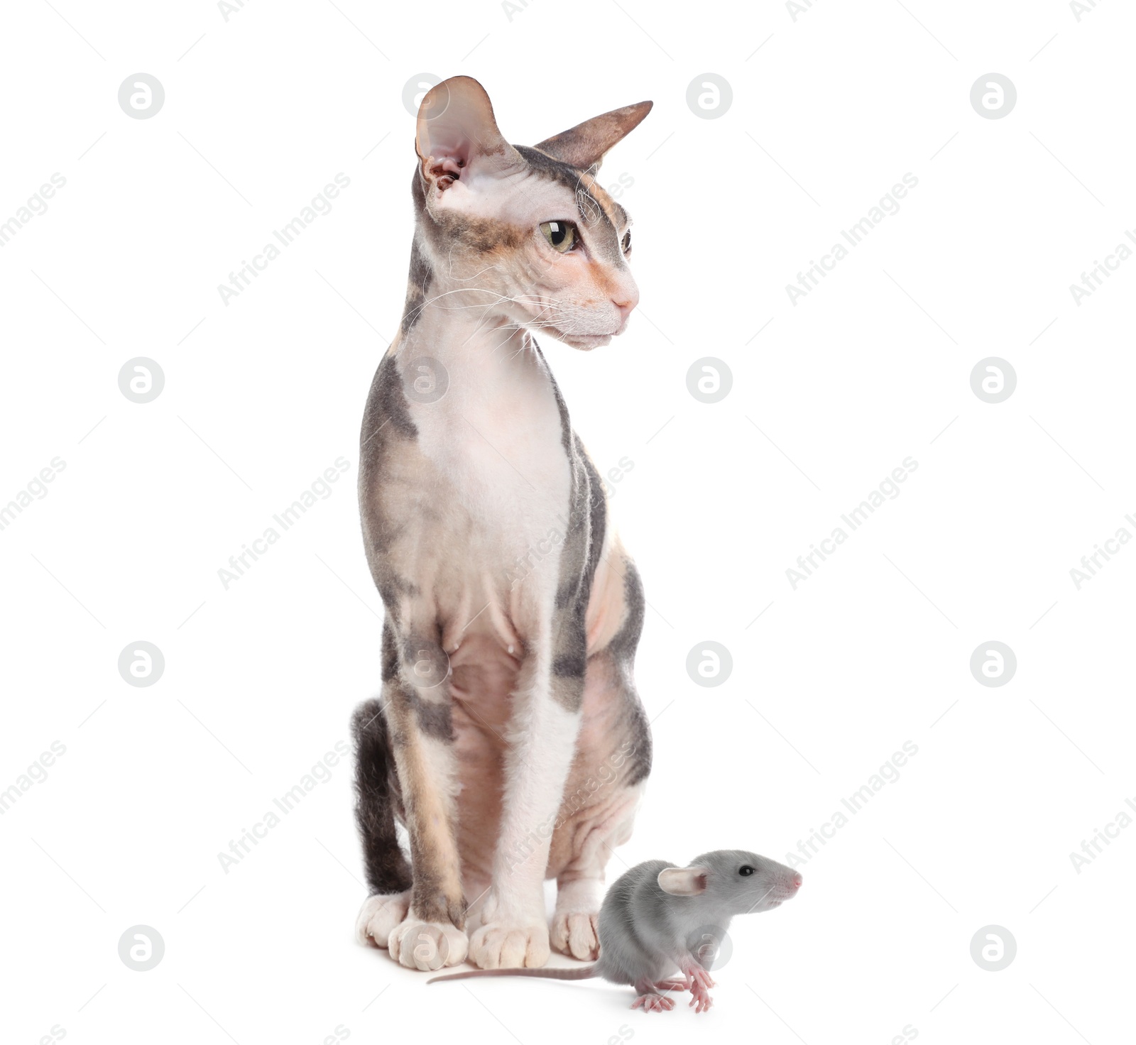 Image of Sphynx cat and rat on white background