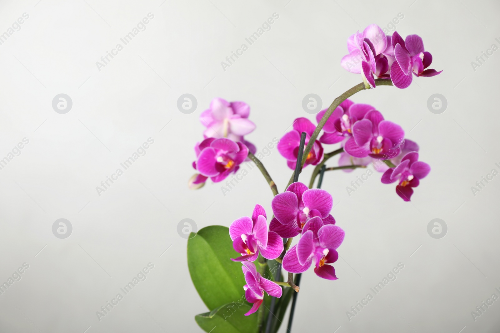 Photo of Beautiful tropical orchid flower on light background. Space for text