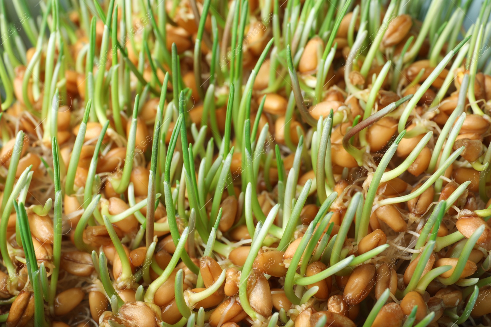 Photo of Sprouted wheat grass seeds, closeup. Dietary supplement