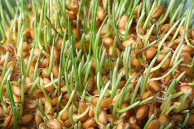 Sprouted wheat grass seeds, closeup. Dietary supplement