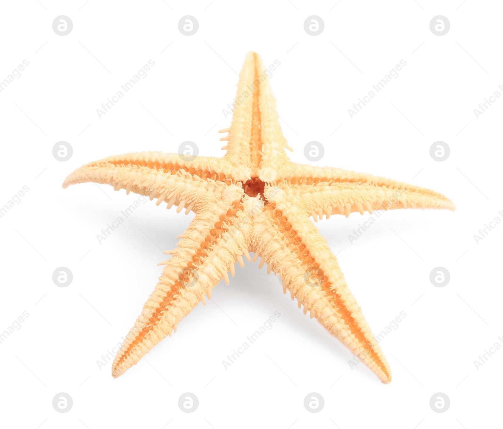 Photo of Beautiful sea star (starfish) isolated on white