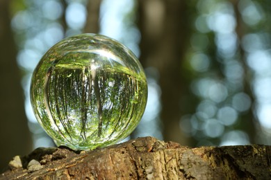 Green trees outdoors, overturned reflection. Crystal ball on stump in forest. Space for text