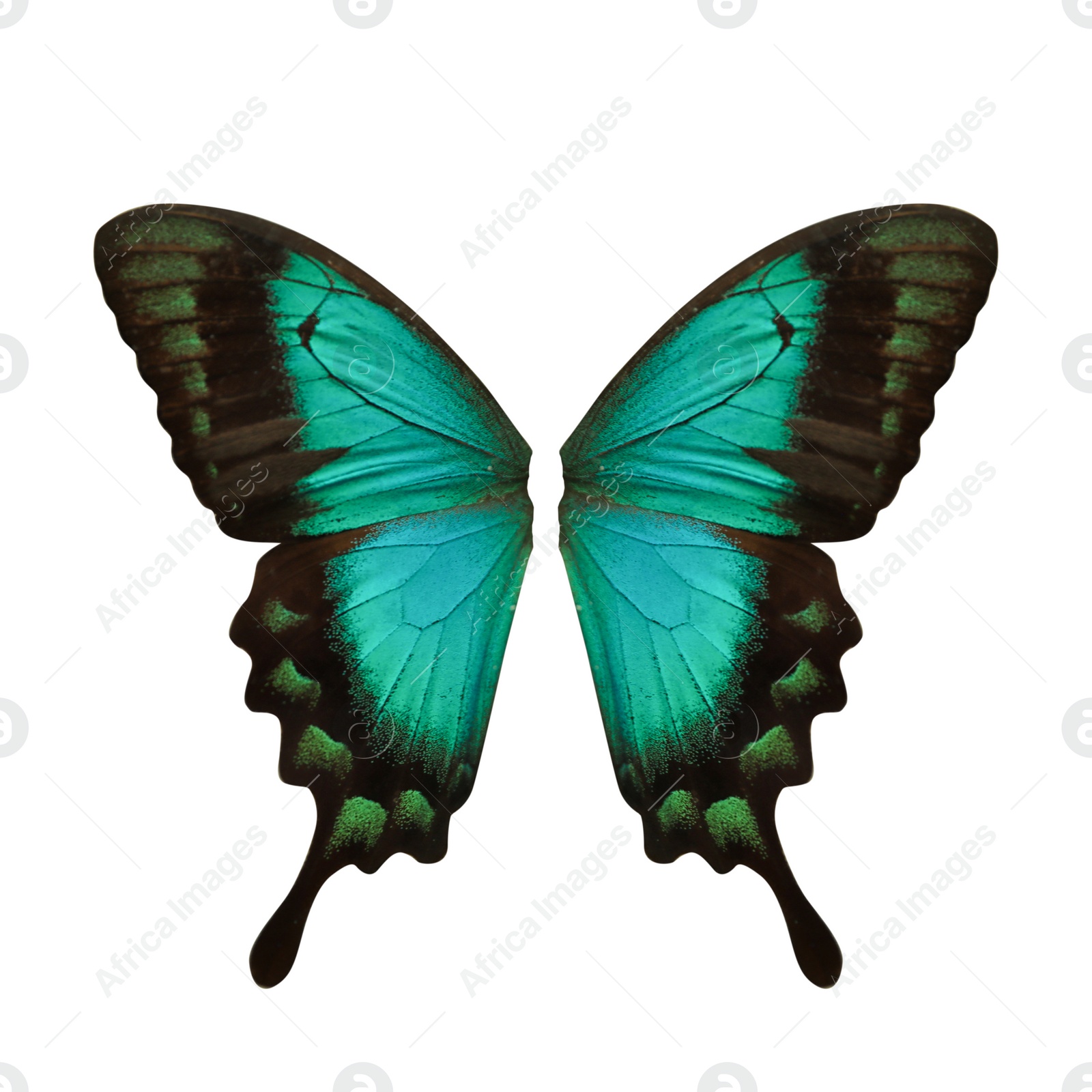 Image of Beautiful sea green swallowtail butterfly wings on white background